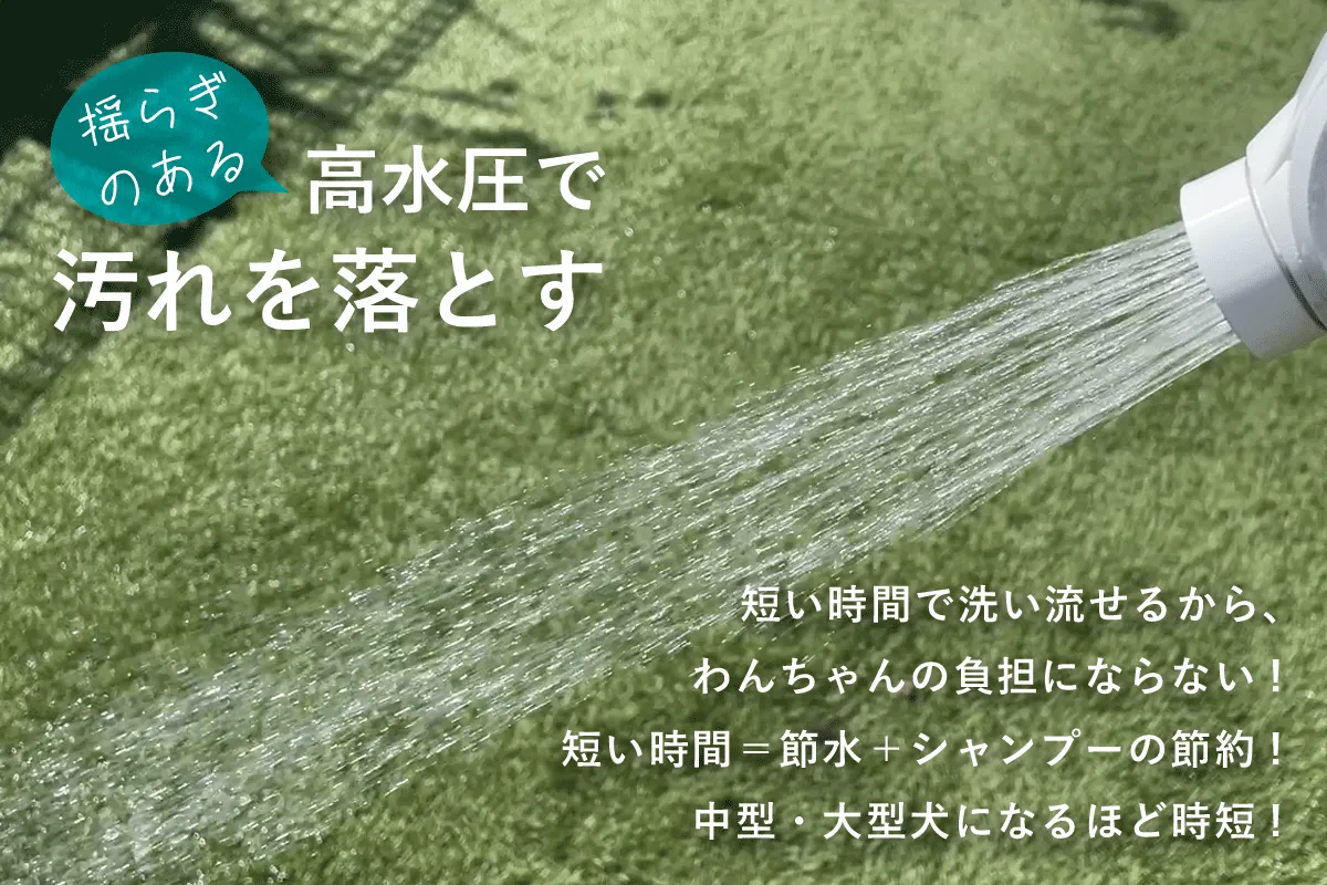 シャワニー・カラー