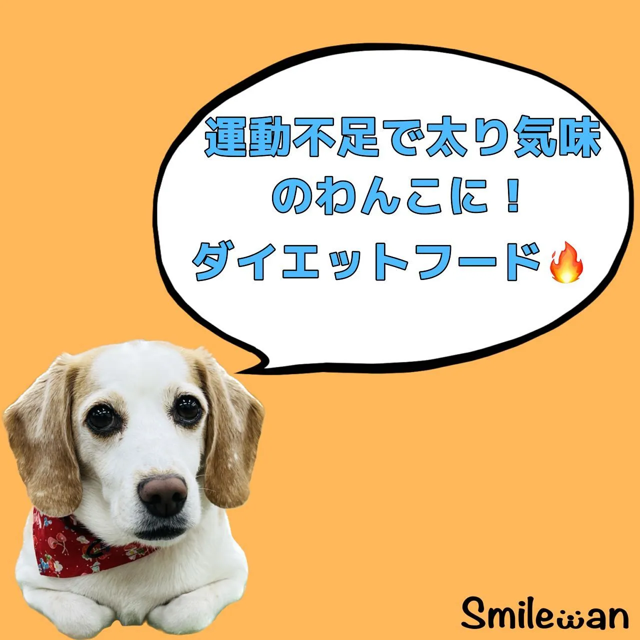 ドッグフード のご紹介✨