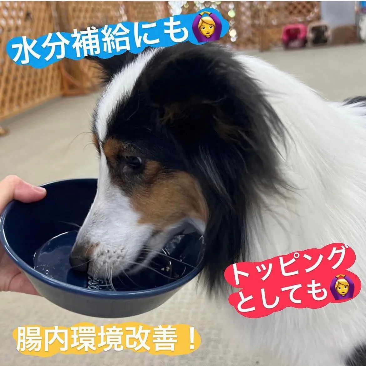 腸内環境改善🐾