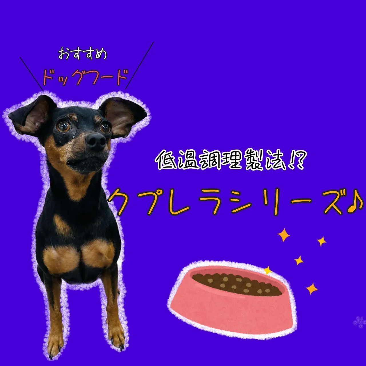 ドッグフード のご紹介✨