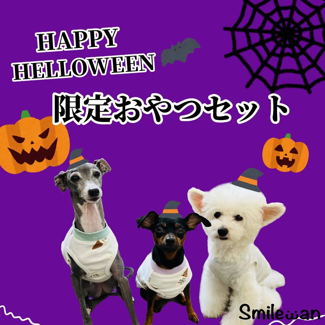 Happy Halloween🎃🐾