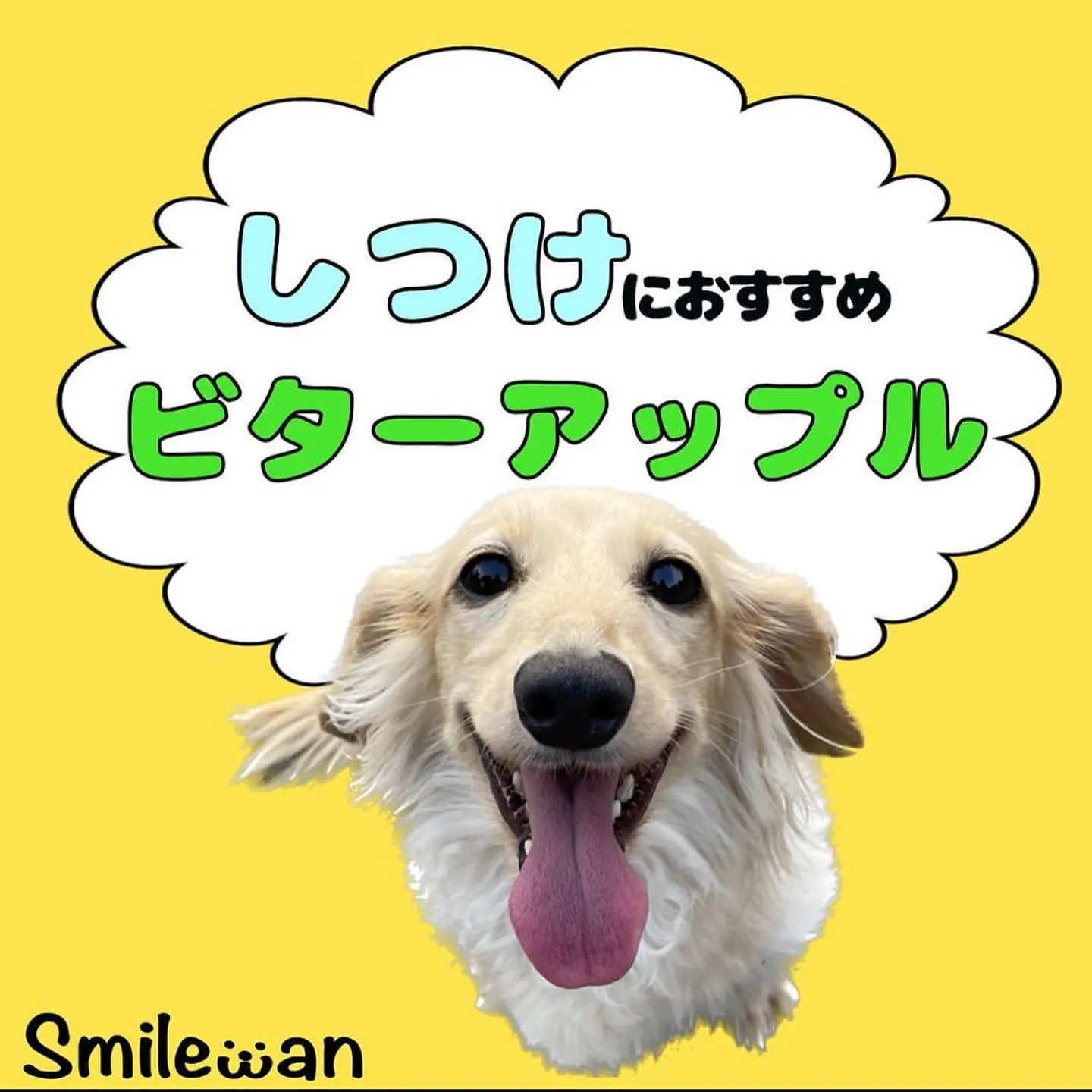 しつけグッズ‼️