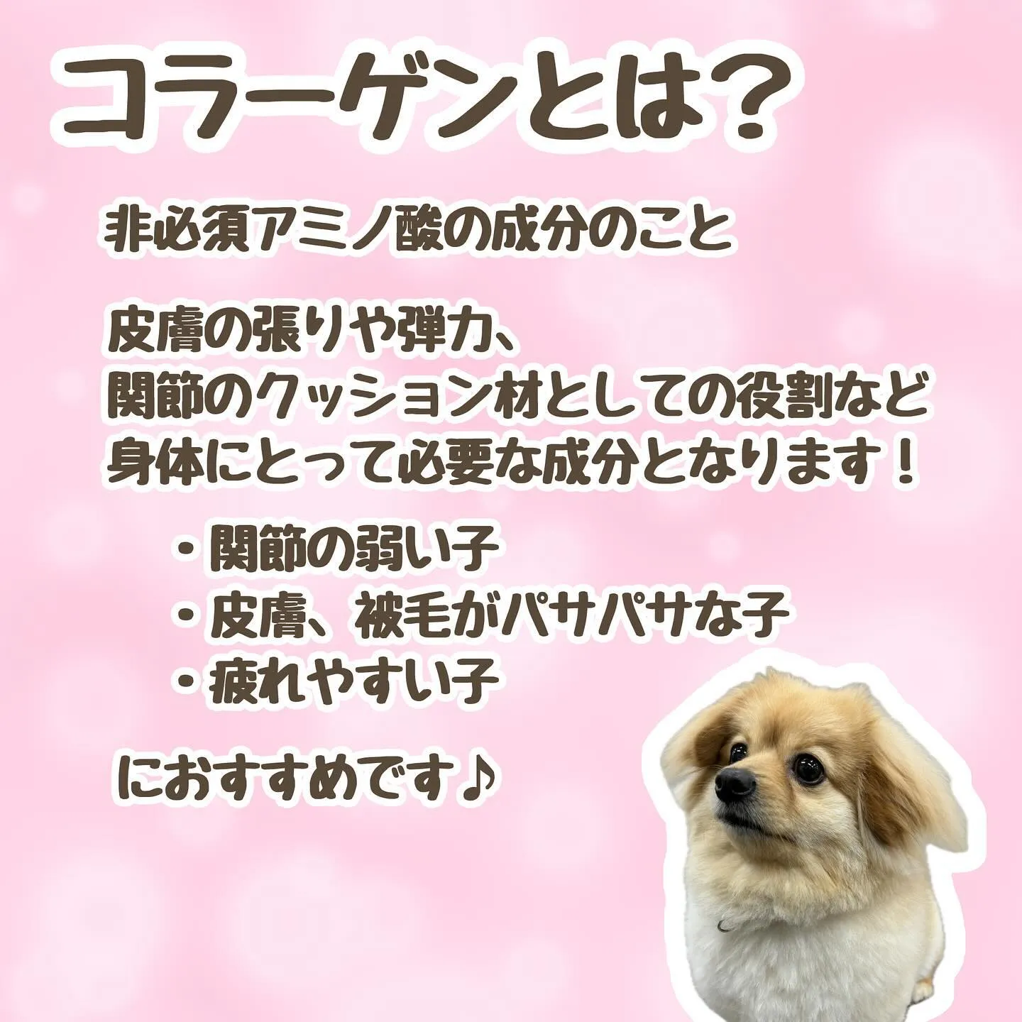 わんこのサプリメント🎶