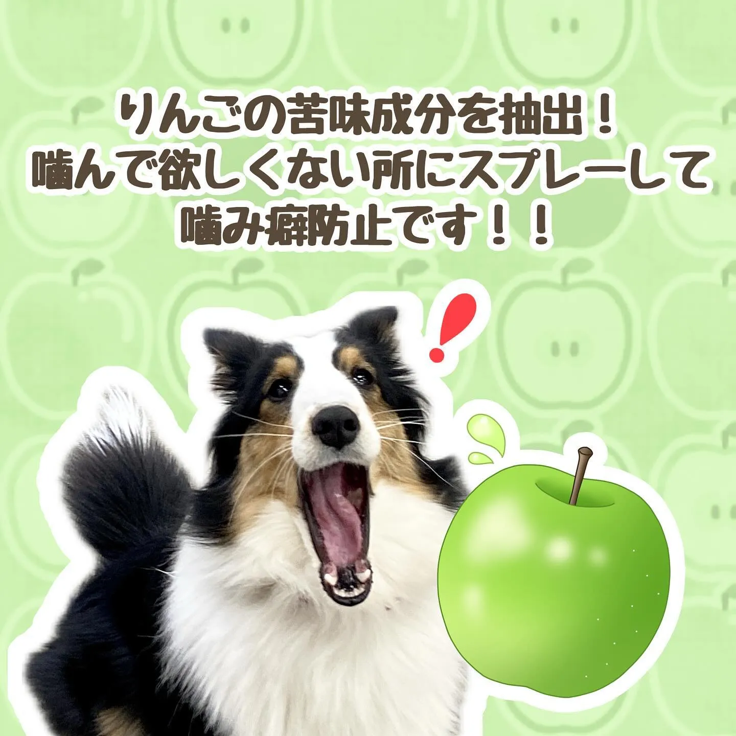 しつけグッズ‼️