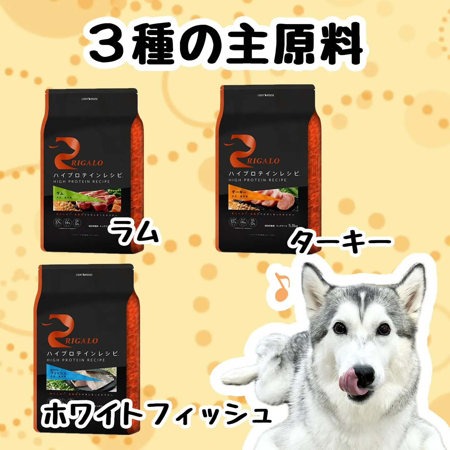 わんこのごはん🍚