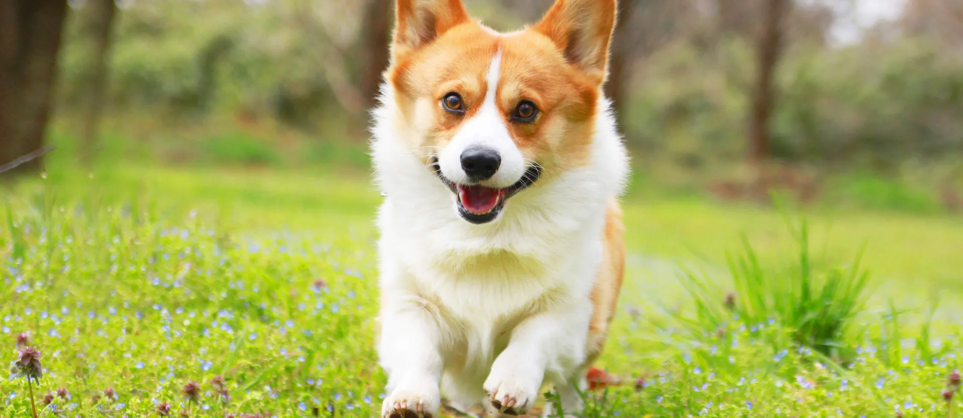 有限会社スマイルわん