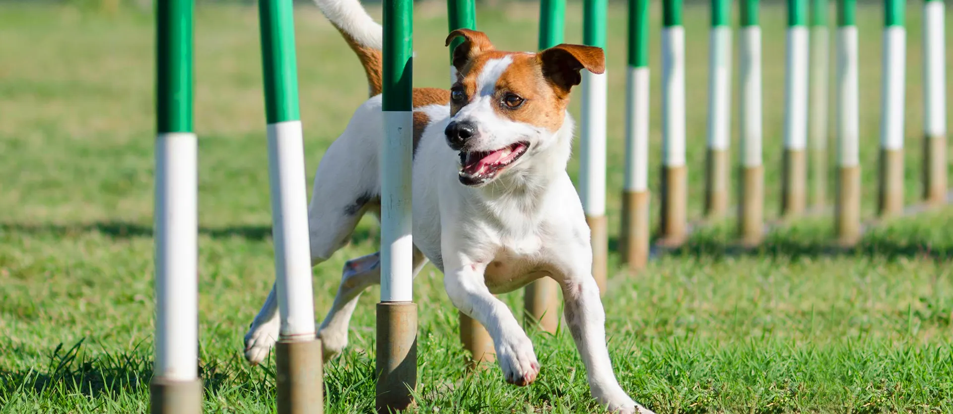 有限会社スマイルわん