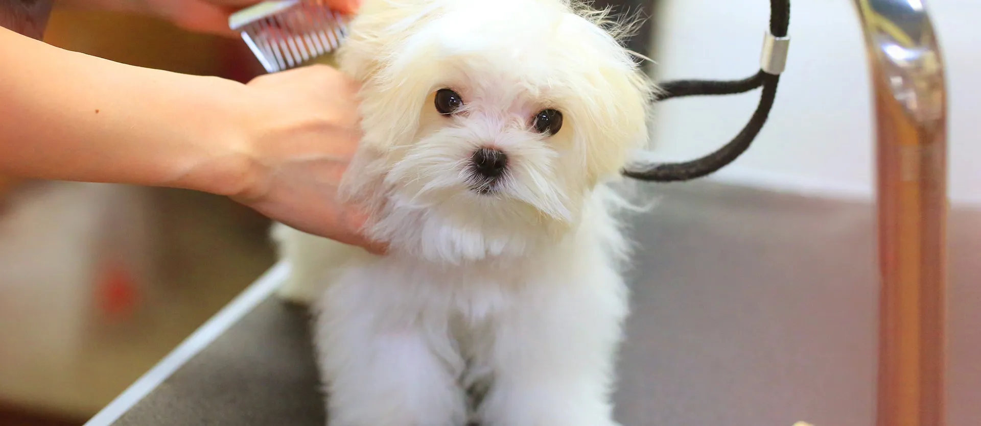 有限会社スマイルわん