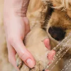 シャワーヘッド