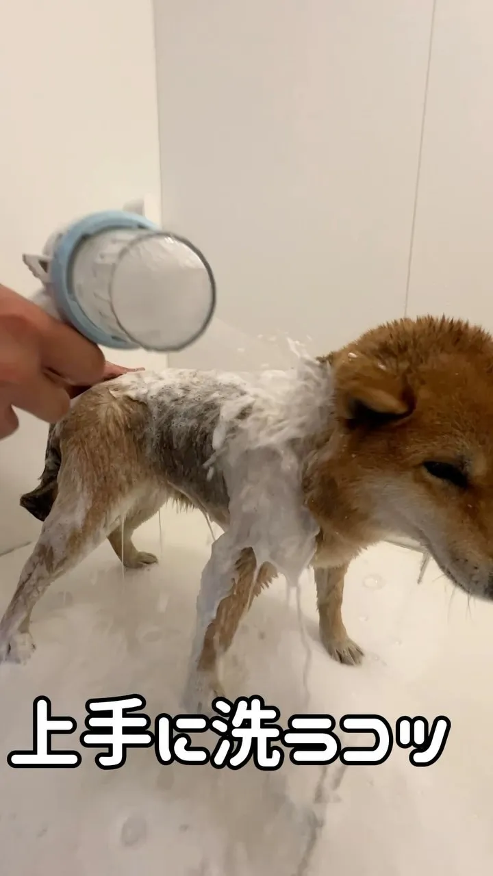 シャワニーを使ったおうちシャンプーのコツをご紹介🫧