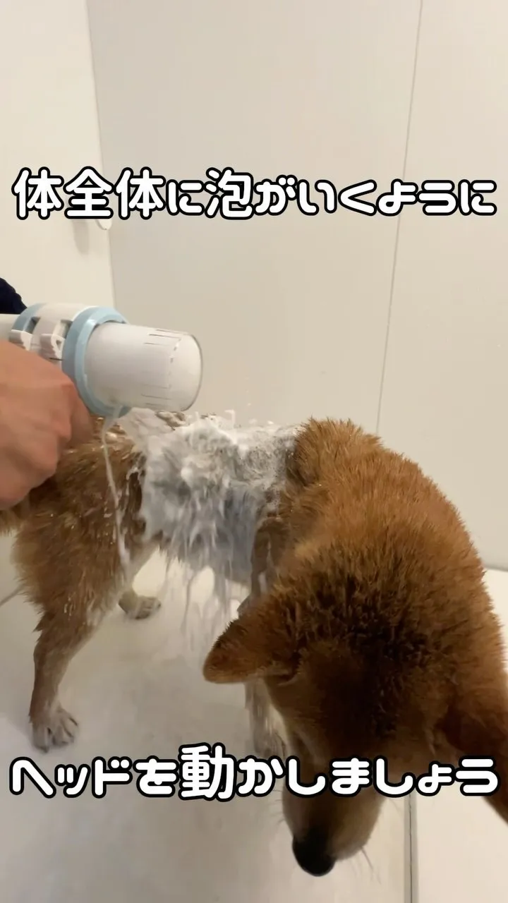 【犬のお風呂グッズ】